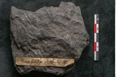 Foto (Detailansicht) von Thinnfeldia australis Ettingshausen (NHMW-GEO-2024-0188-10311)